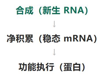 mRNA 和蛋白对不上号？你缺的是“新生 RNA”这块拼图